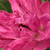 Rosa - Arbusto de rosas o rosas de parque - Pink Grootendorst